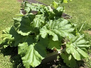 Rhubarb